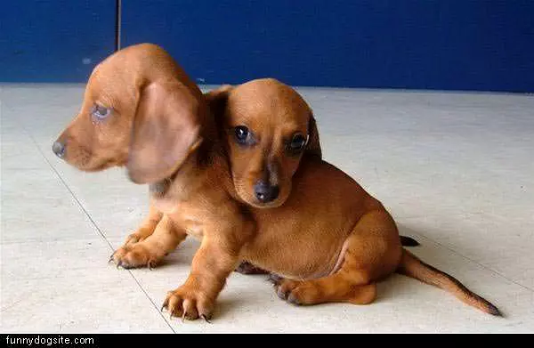 Cute Puppies