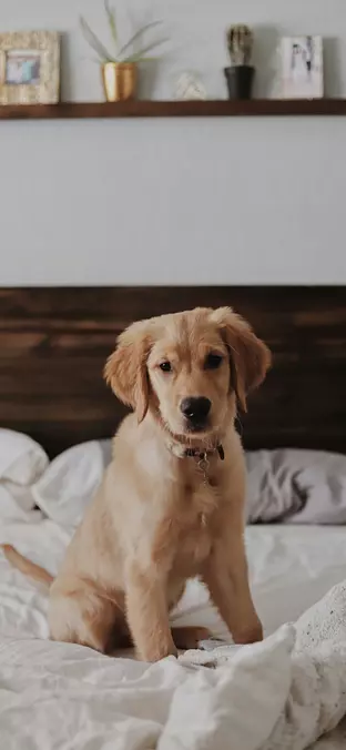 Golden Retriever