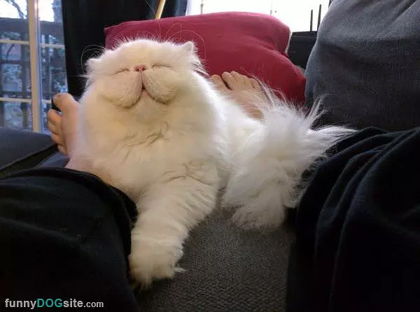 I Am A Fluff Ball