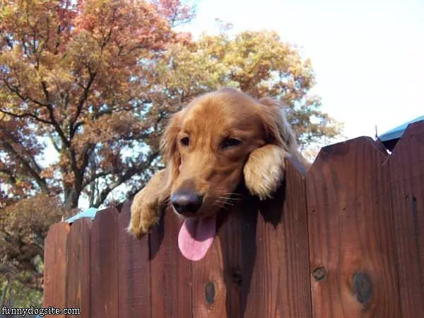 Jumping Hte Fence