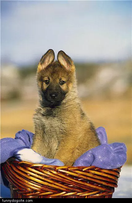 Fluffy Ears
