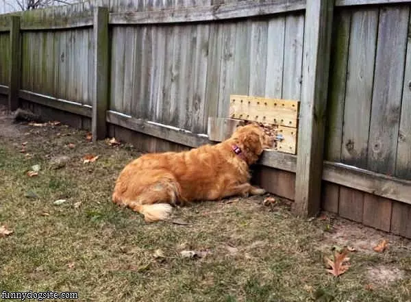 Dog Wanted To See