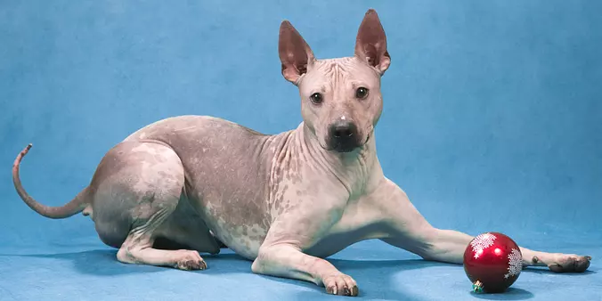 American Hairless Terrier