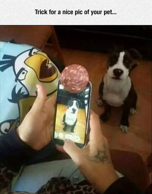 How To Get A Nice Pic Of Your Pet