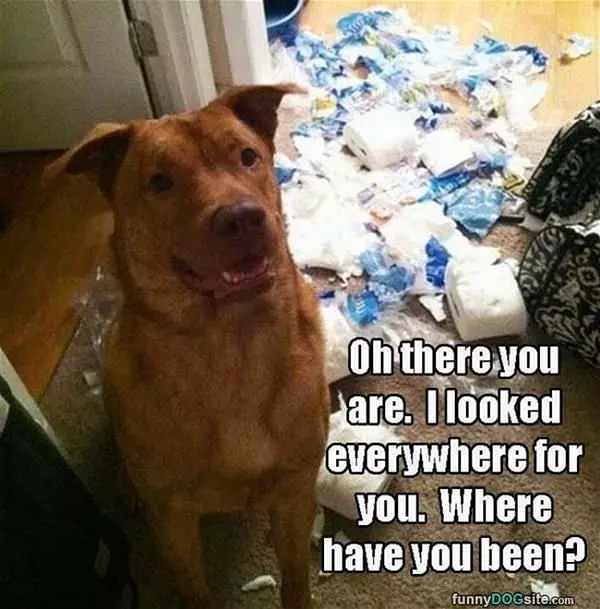 I Looked Everywhere
