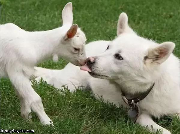 Give You A Kiss