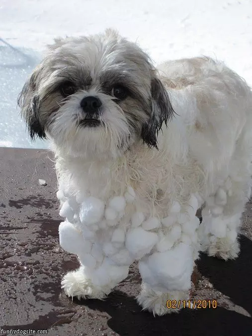 This Dog Loves Snow