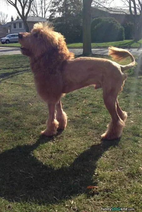 The Lion Dog