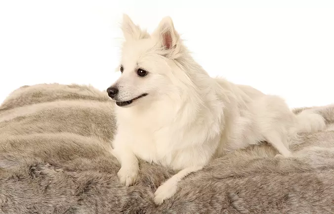 Volpino Italiano dog