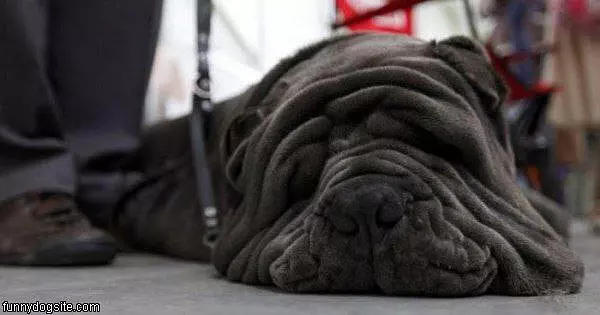 Flat Dog