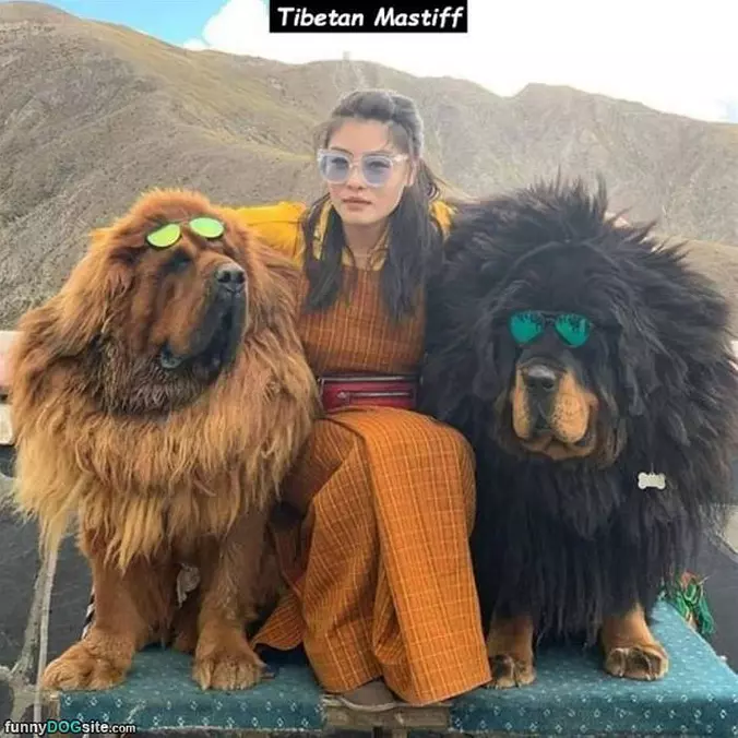 Some Cool Dogs