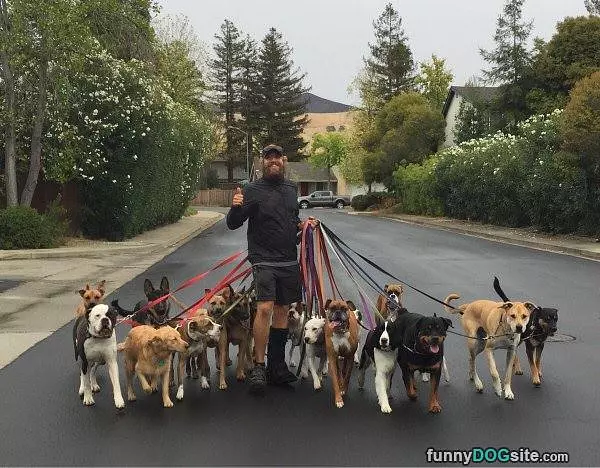 A Group Of Dogs