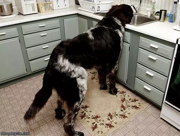 Big Dog