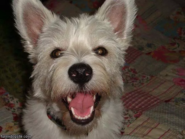 Rosie Smiles