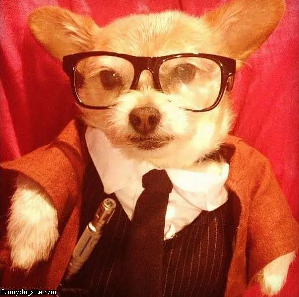 Hipster Dog