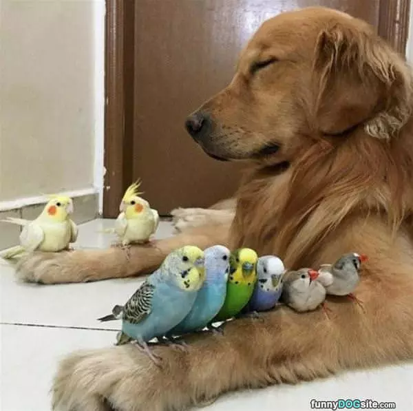 I Got All The Chicks