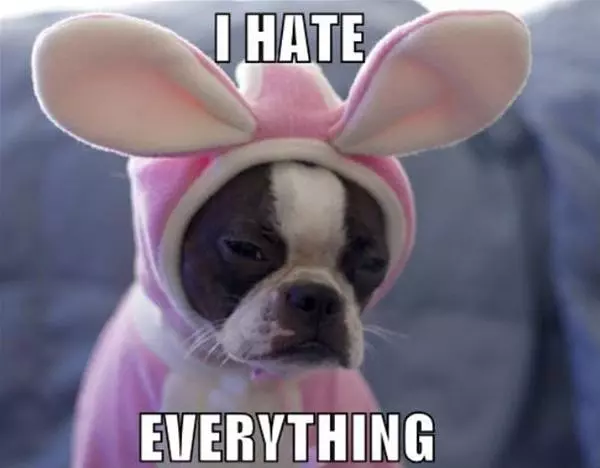 Not A Happy Dog