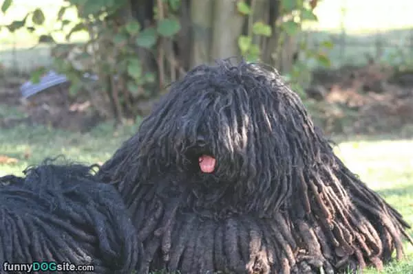 Can Someone Give Me A Brush