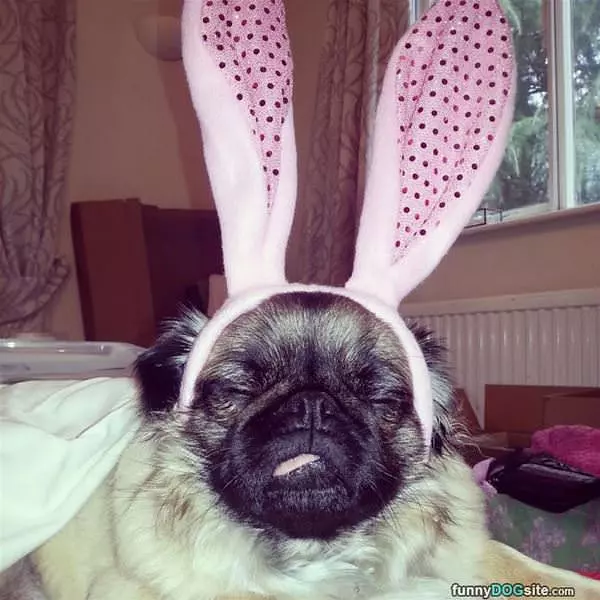 I Am A Bunny Hop Hop