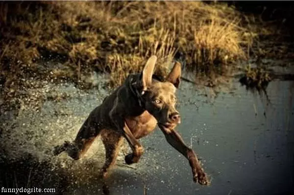 Running Dog