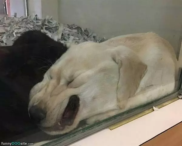 Against The Glass