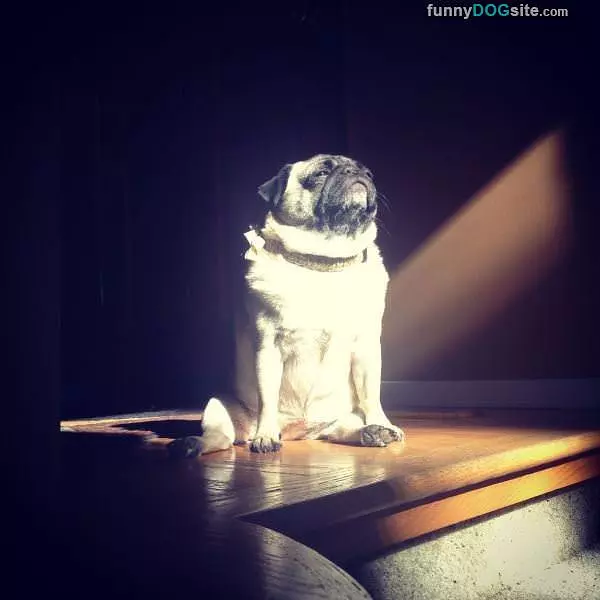The Sunn Man