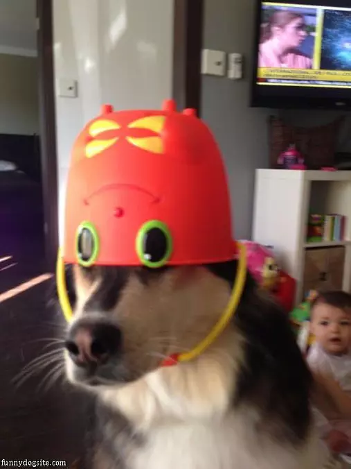 My Helmet