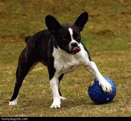 Soccer Player