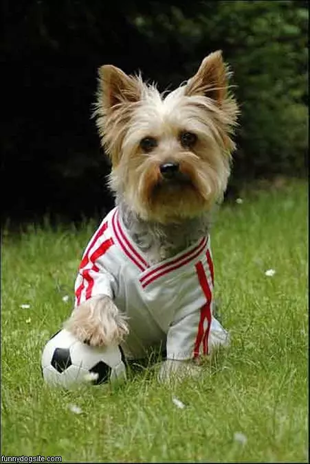 Soccer Dog