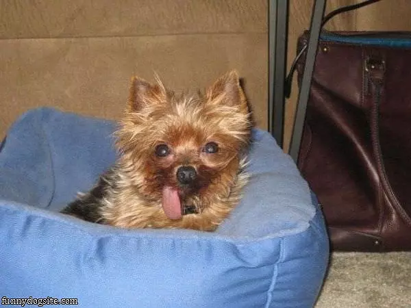 Tongue Is Out