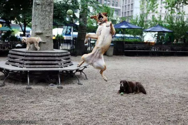 Jumping To Get It