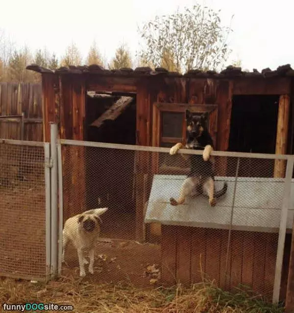 This Dog Knows How To Be Comfy