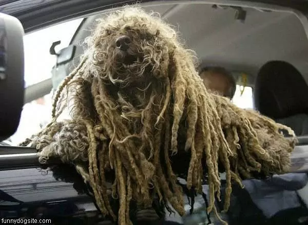 Rasta Dog