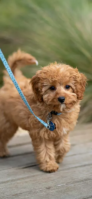 Poodle Toy