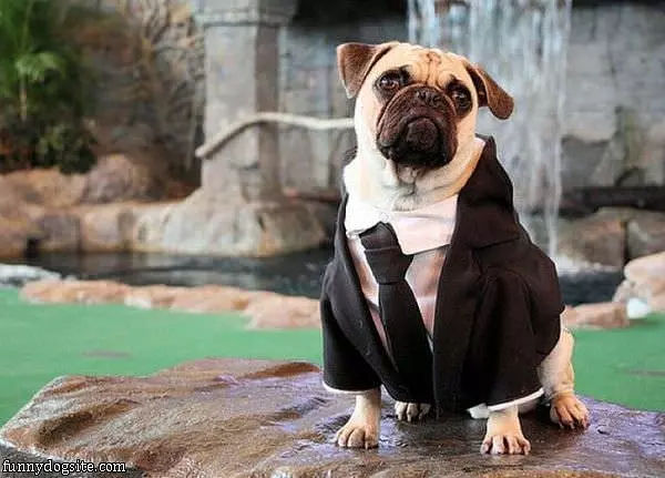 Ready For The Wedding