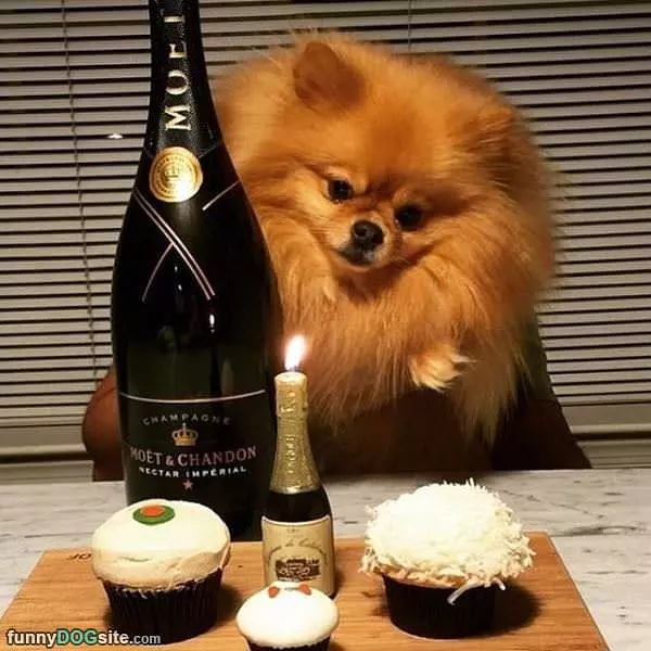 A Fancy Feast