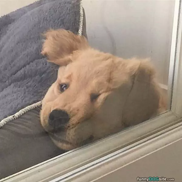 My Fluffy Face