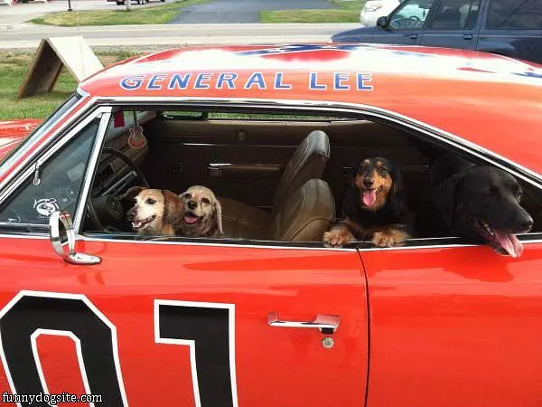 The Duke Dogs