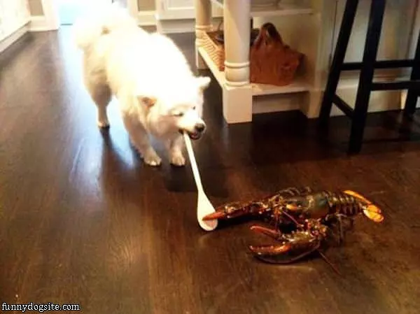 Now Fight