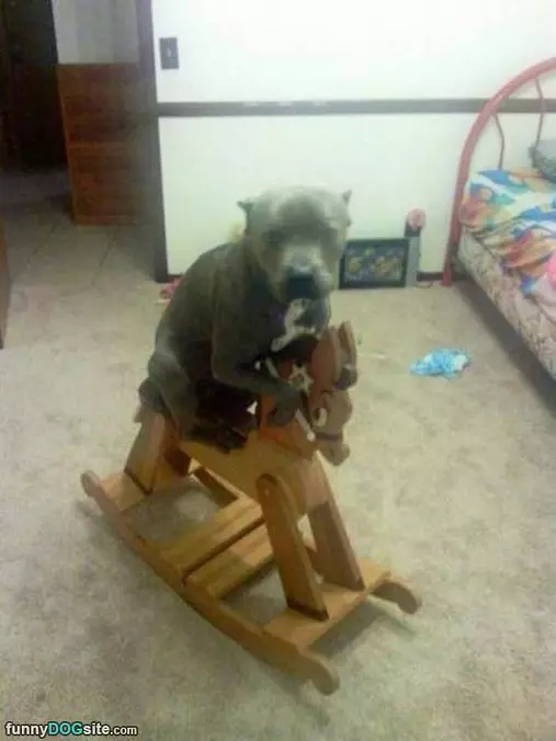 Rockin Dog