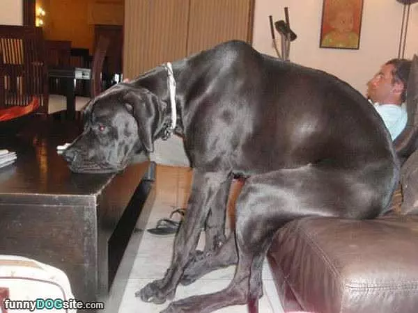 Need A Bigger Couch