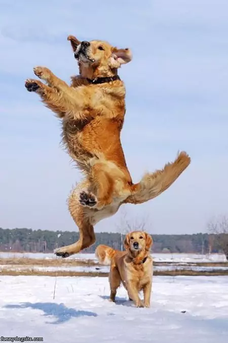 The Dog High Jump