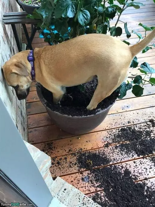 I Can Dig Anywhere