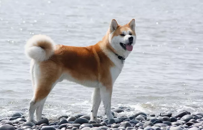 Akita dog