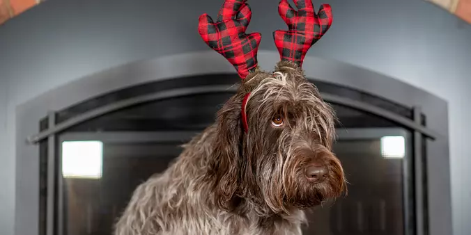 Wirehaired Pointing Griffon...