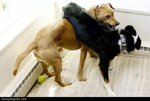 Dog-dance