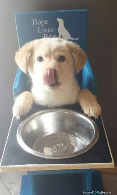 Puppy Chow Time