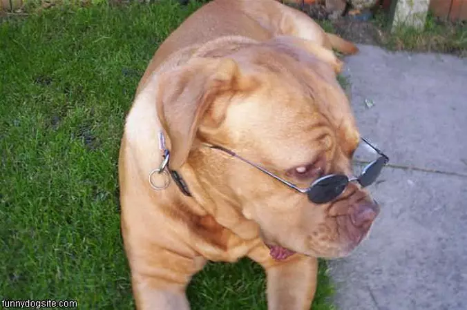 Fern With Glasses