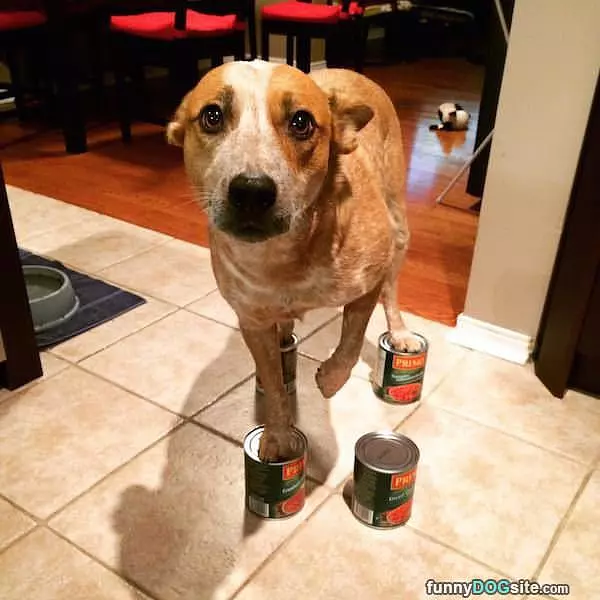 Standing On The Dog Food