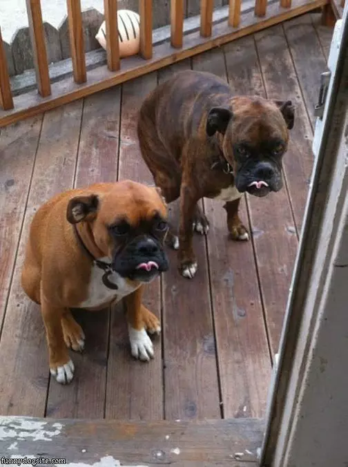 Curly Tongues